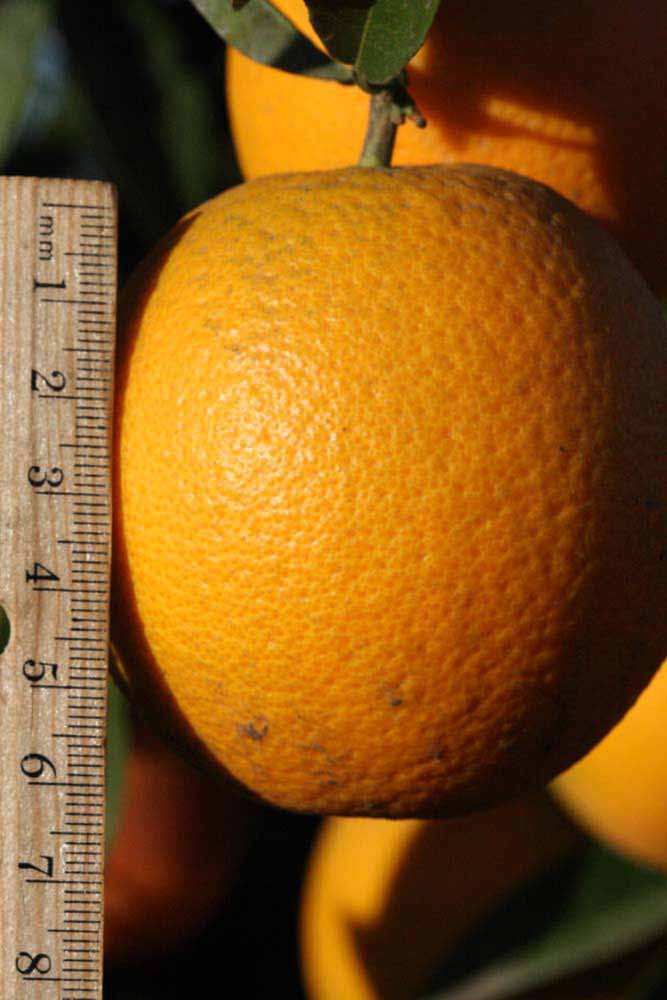            Fruit (Valencia Late, Riverside, CA)   